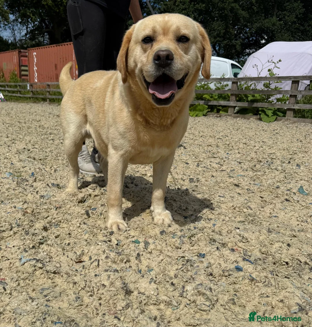 Labrador Retriever dogs for sale: 3 labs needing a new home - Advert 1