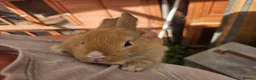 Mixed Breed rabbits for sale: Mini lops  and mini lopx dutch  - Advert 10