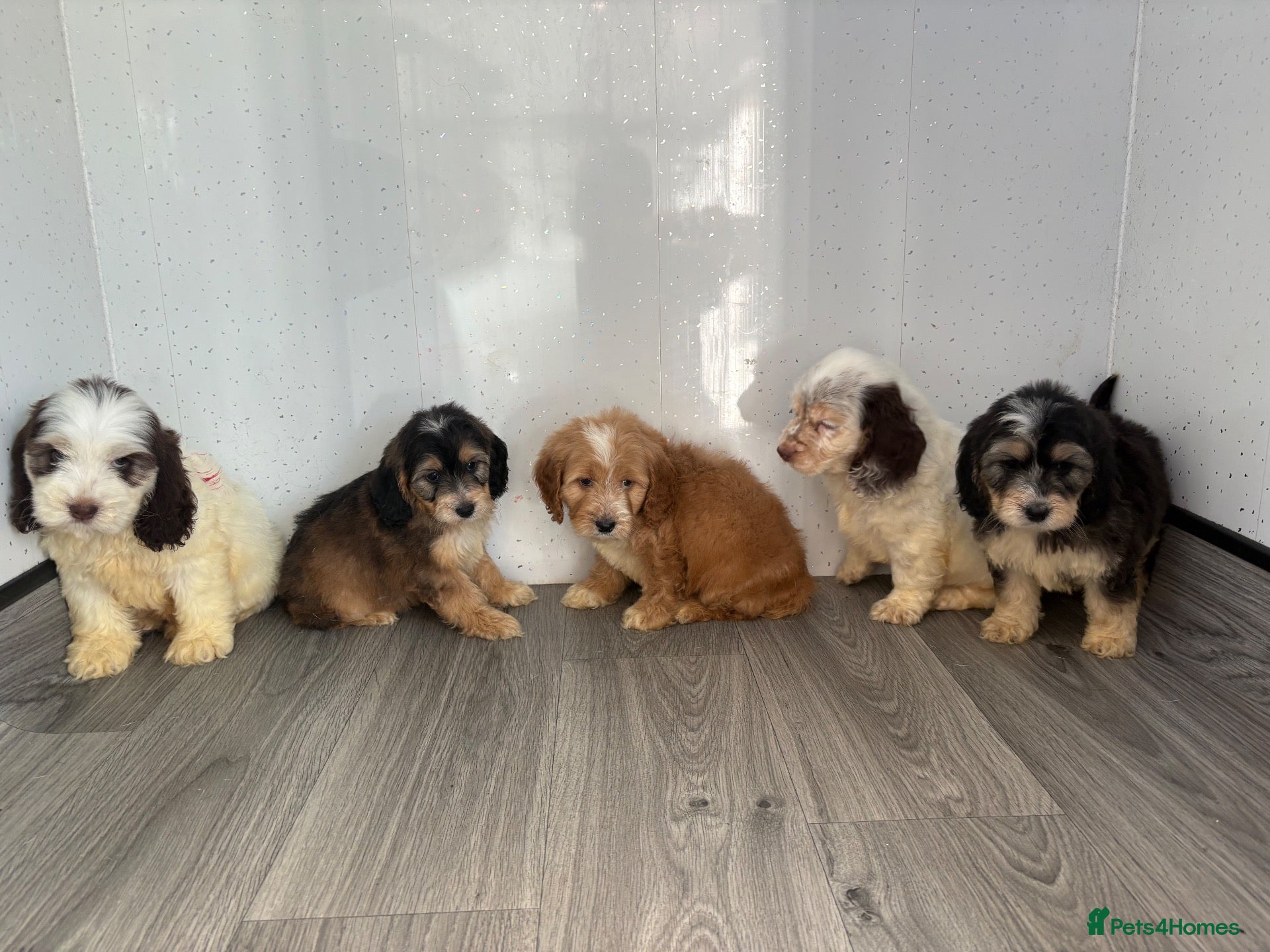 Cockapoo dogs Beautiful cockapoo puppys - Advert 14