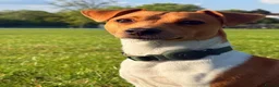Jack Russell dogs for stud: Male  - Advert 2
