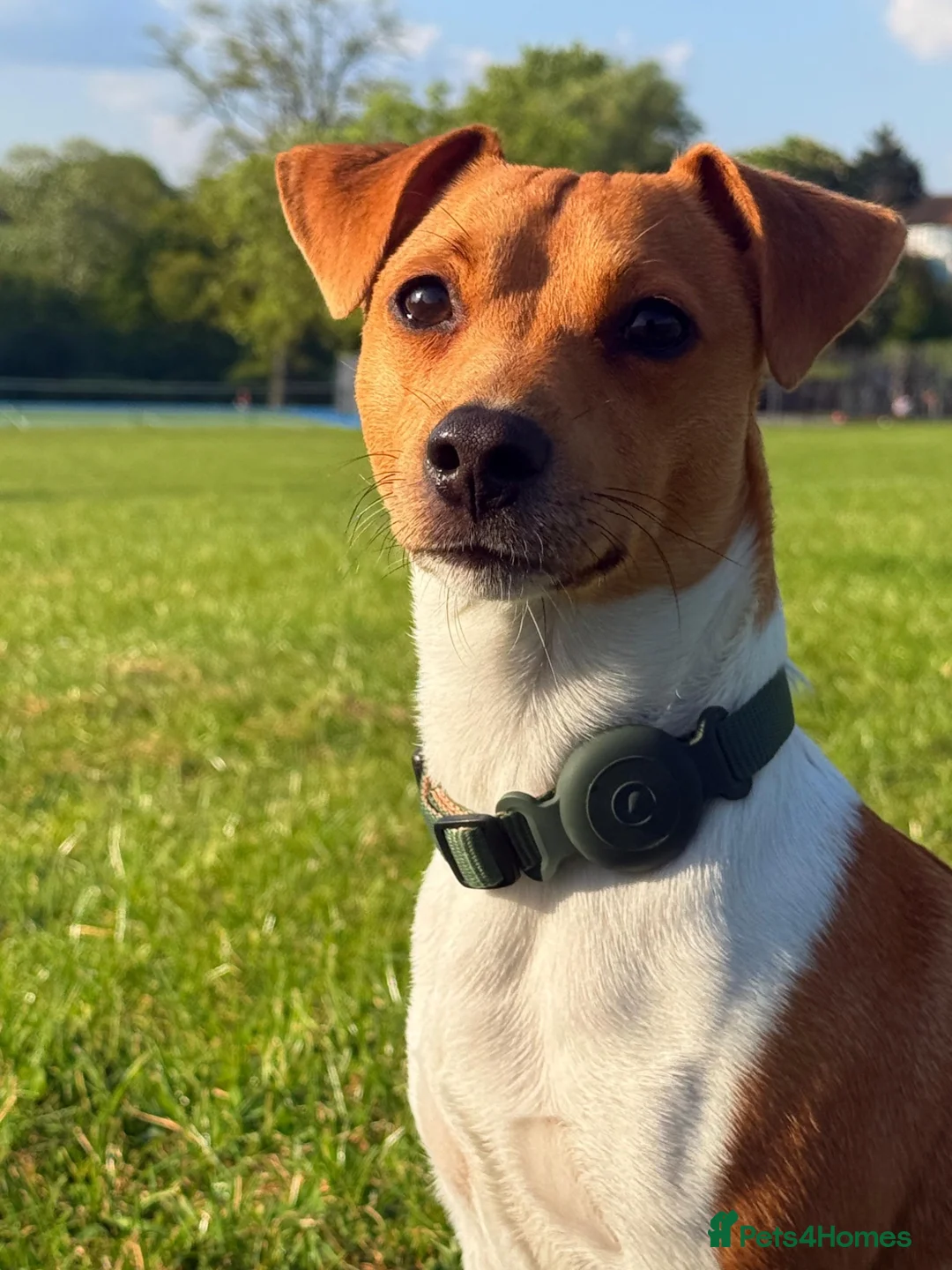 Jack Russell dogs for stud: Male  - Advert 2