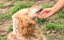 English Setter dogs for adoption: Hendy - Image 8