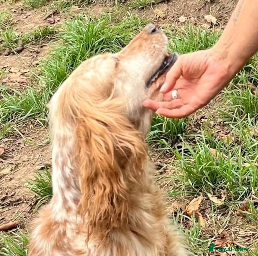 English Setter dogs for adoption: Hendy - Image 8