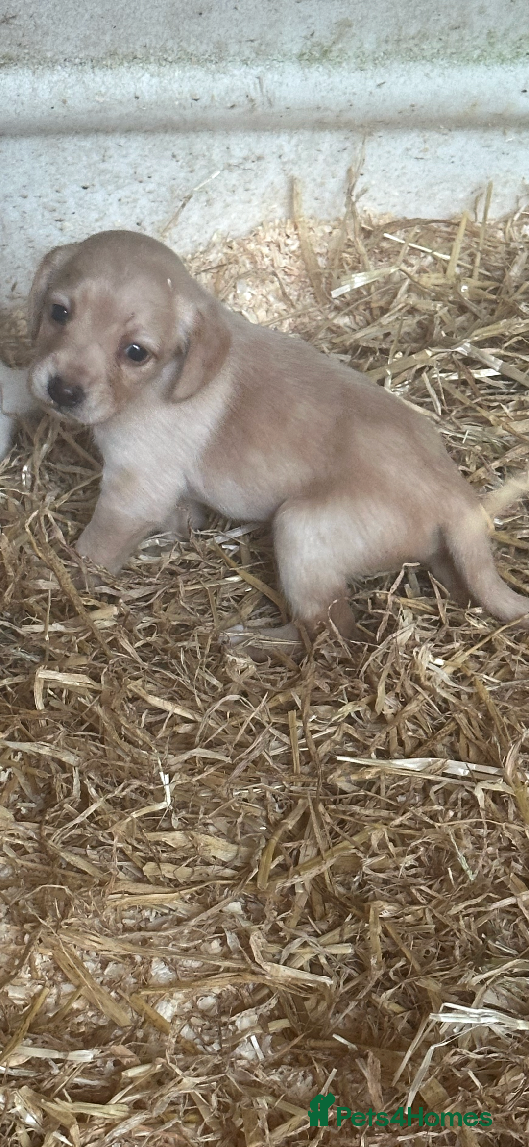 Mixed Breed dogs for sale: 6 Cocker jack puppies - Image 3