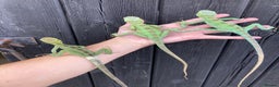Iguana reptiles for sale: Eastern Casquehead & Hernandez’s Helmeted Iguanas - Advert 5