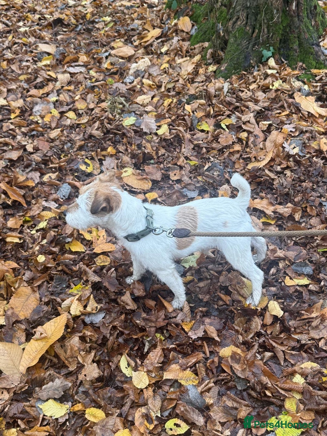 Parson Russell dogs for sale: Little male parson Russell terrier  - Advert 2
