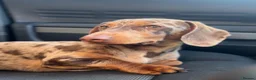 Miniature Dachshund dogs for stud: Chocolate tan dapple minature dachshund stud - Advert 4