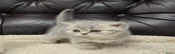 British Shorthair cats for sale: GCCF registered Imperial Grand Champion dad 🏆😍  - Advert 11