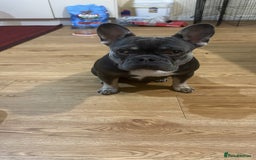 French Bulldog dogs for sale: French Bulldog Blue & Tan - Image 2