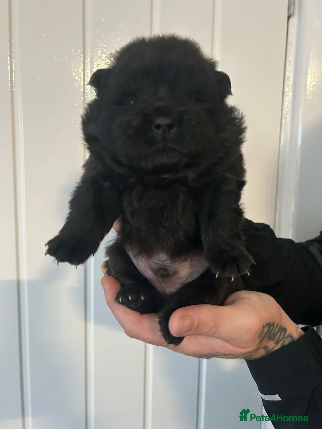 Chow Chow dogs for stud: Sire JIMMY , rainbow producer . in Gloucester - Advert 12