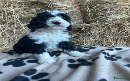 Bordoodle dogs for sale: Beautiful Bordoodle puppies - Image 6