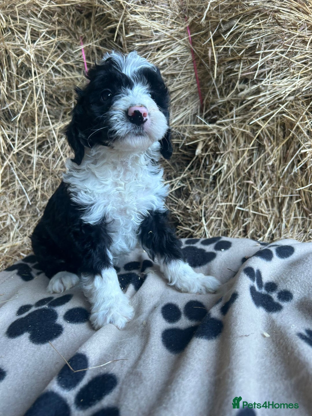 Bordoodle dogs for sale: Beautiful Bordoodle puppies - Image 6