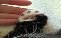 Mixed Breed cats for sale: Kittens  - Image 14