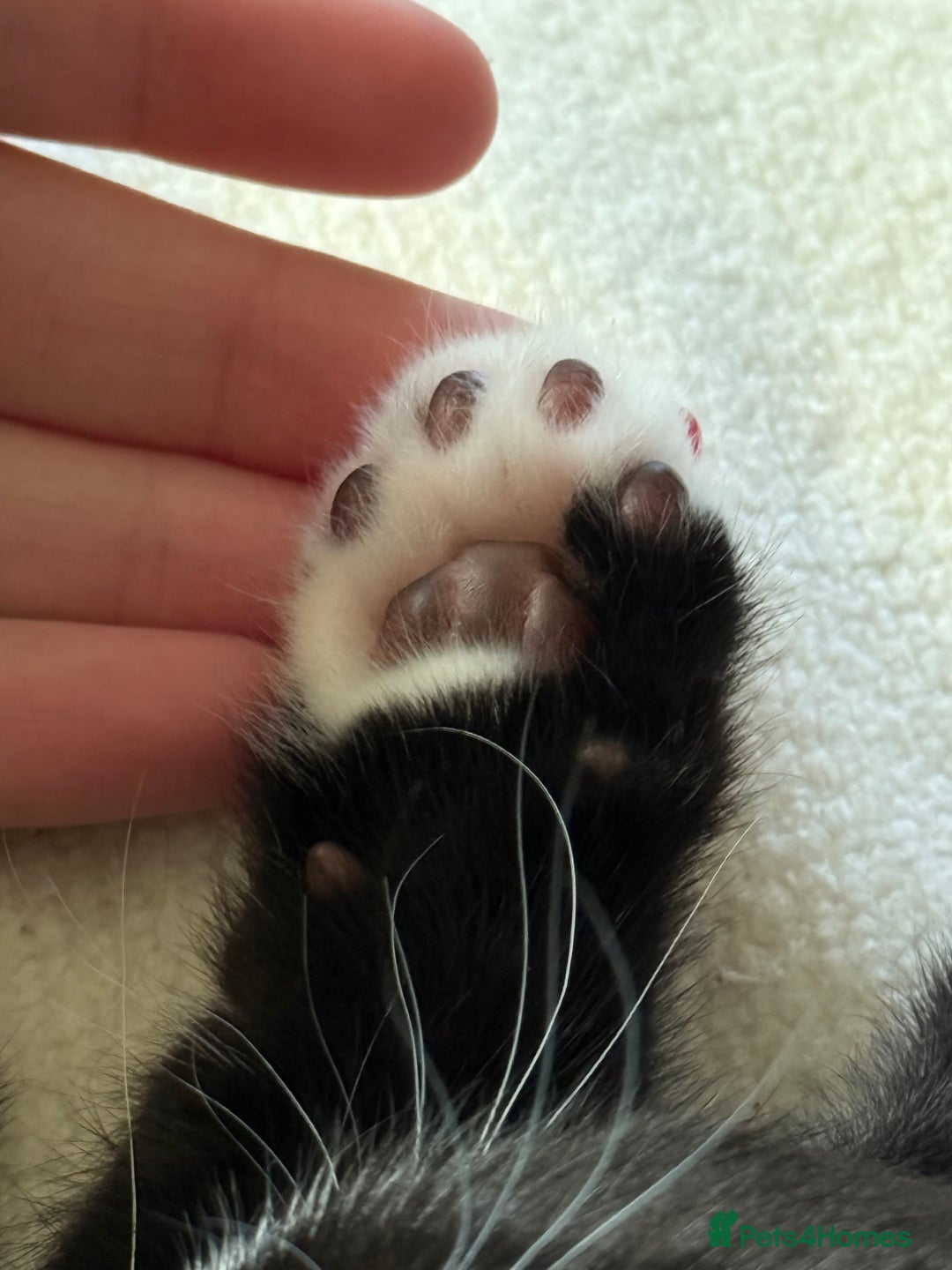 Mixed Breed cats for sale: Kittens  - Image 14