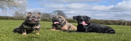 French Bulldog dogs for sale: French bulldog looking for forever home  - Advert 6