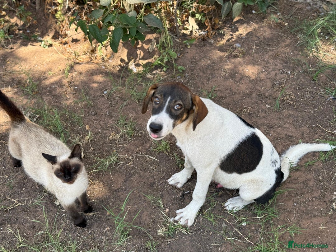 Mixed Breed dogs for sale: Mixed breed - Image 20