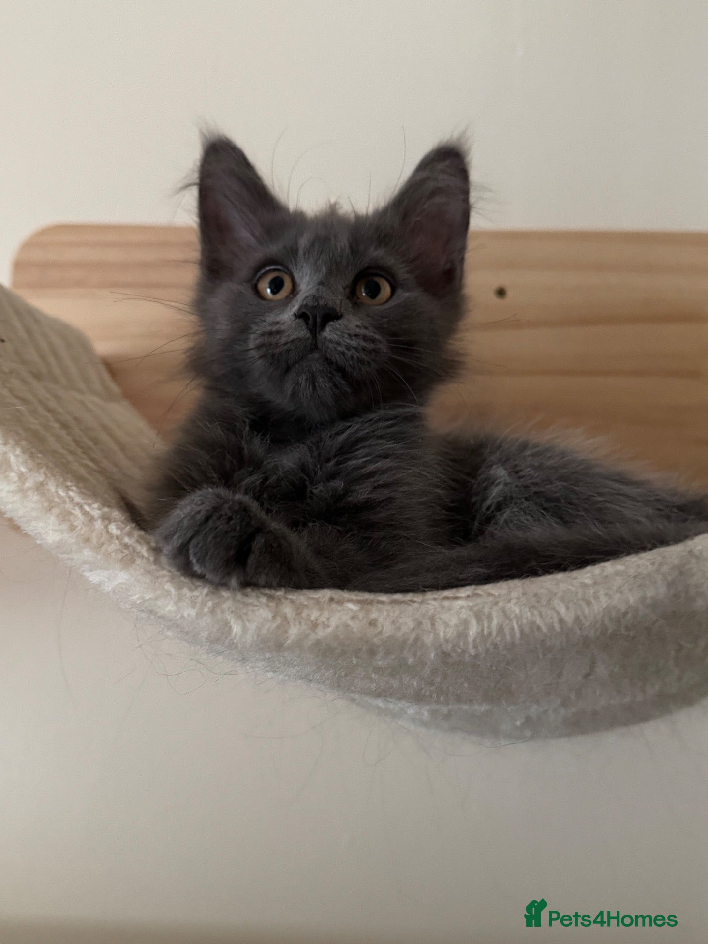 Maine Coon cats Beautiful Maine Coon Kittens  - Advert 2