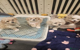Maltipoo dogs for sale: Maltipoo F1, KC Parents Extensively DNA Clear   - Image 6