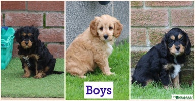 Cavapoo dogs - Advert 6