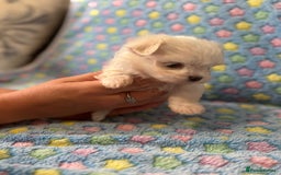 Maltese dogs for sale: Tiny kc registered maltese Korean boys  - Image 27