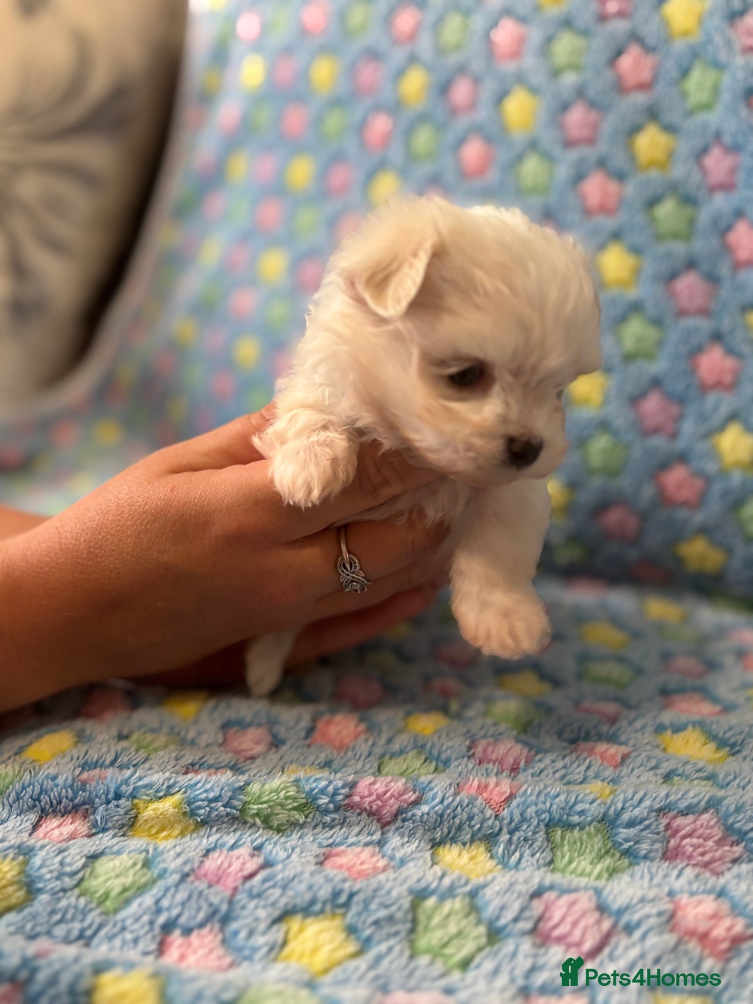 Maltese dogs for sale: Tiny kc registered maltese Korean boys  - Image 27