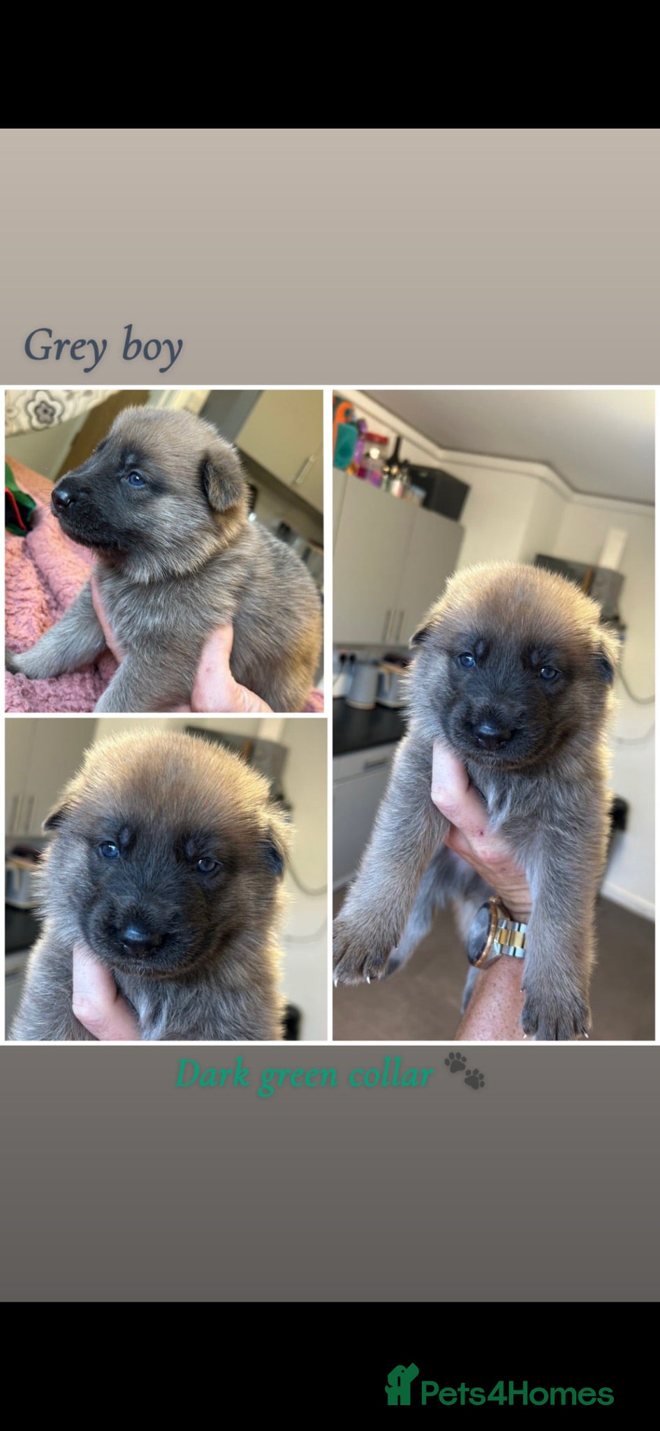 Mixed Breed dogs 8 beautiful healthy  puppies ,  German shepherd  - Advert 1