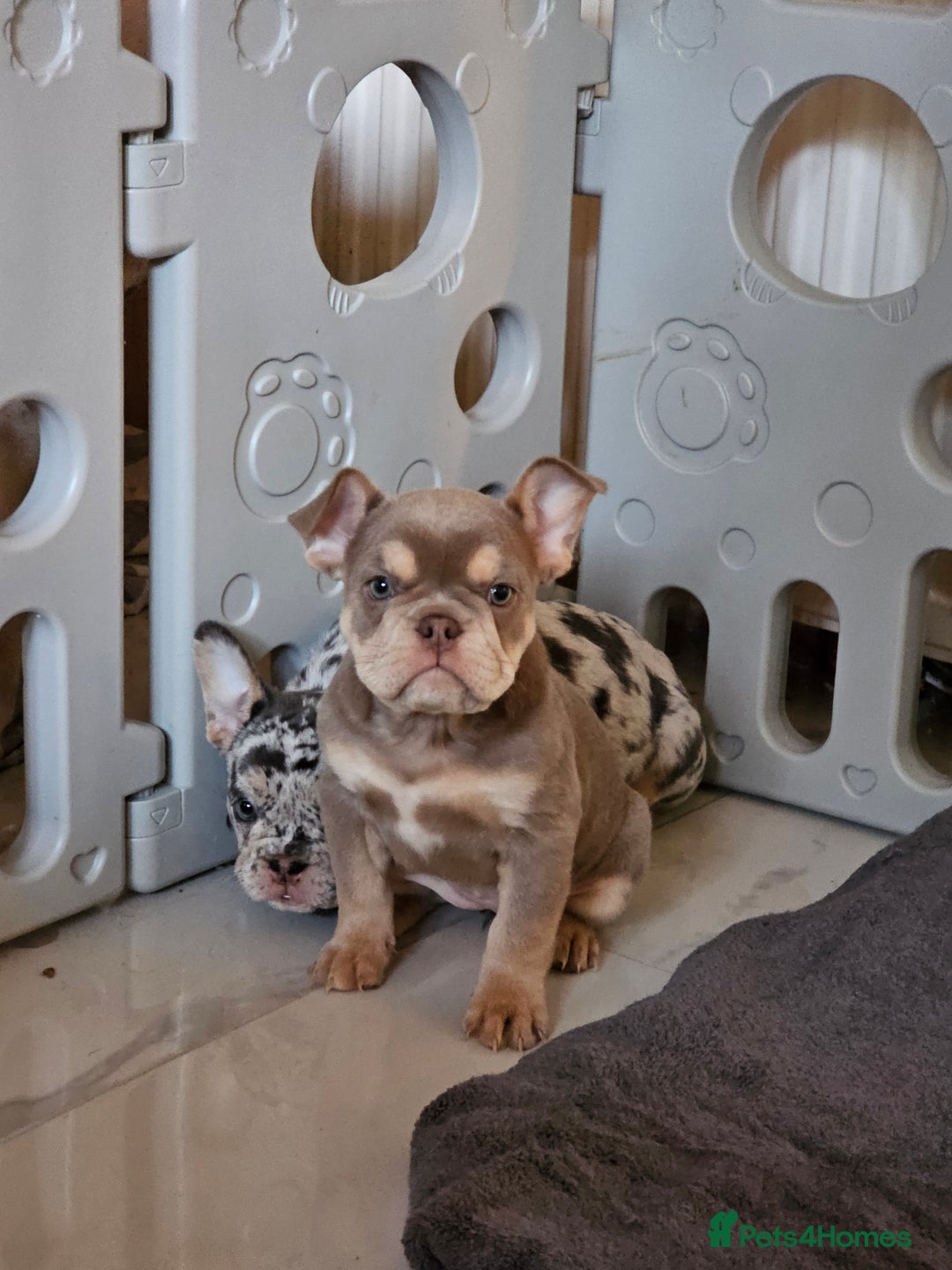 Mixed Breed dogs for sale: Micro exotic,s. - Advert 30