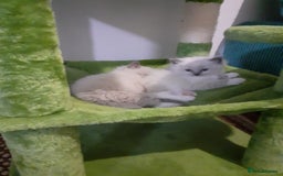 Ragdoll cats for sale: Original purebred Ragdoll kittens.Girl and boy. - Image 1