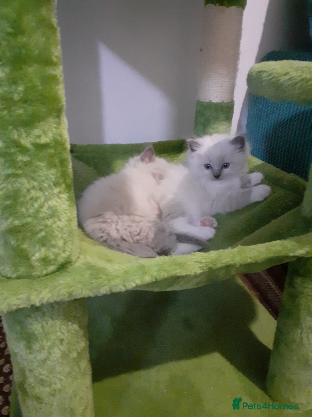 Ragdoll cats for sale: Original purebred Ragdoll kittens.Girl and boy. - Image 1