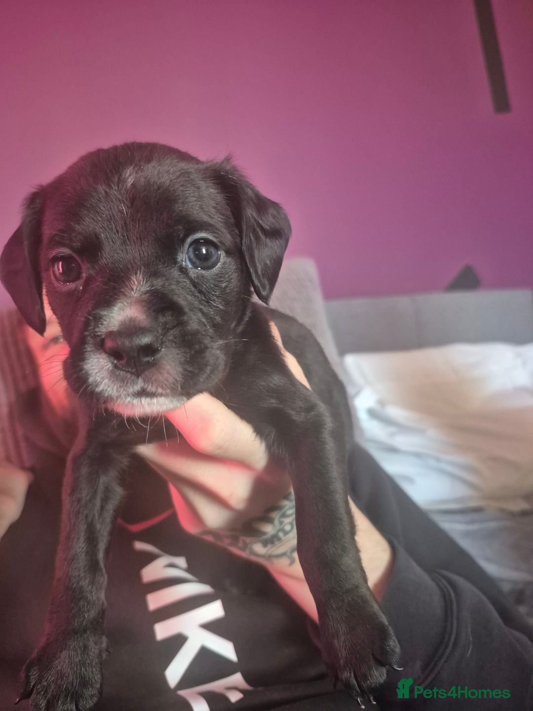 Mixed Breed dogs for sale: Bullmastiff x Springer Spaniel Puppies - Advert 24