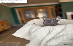 French Bulldog dogs for sale: KC Registered French Bulldog puppies for sale - Image 7
