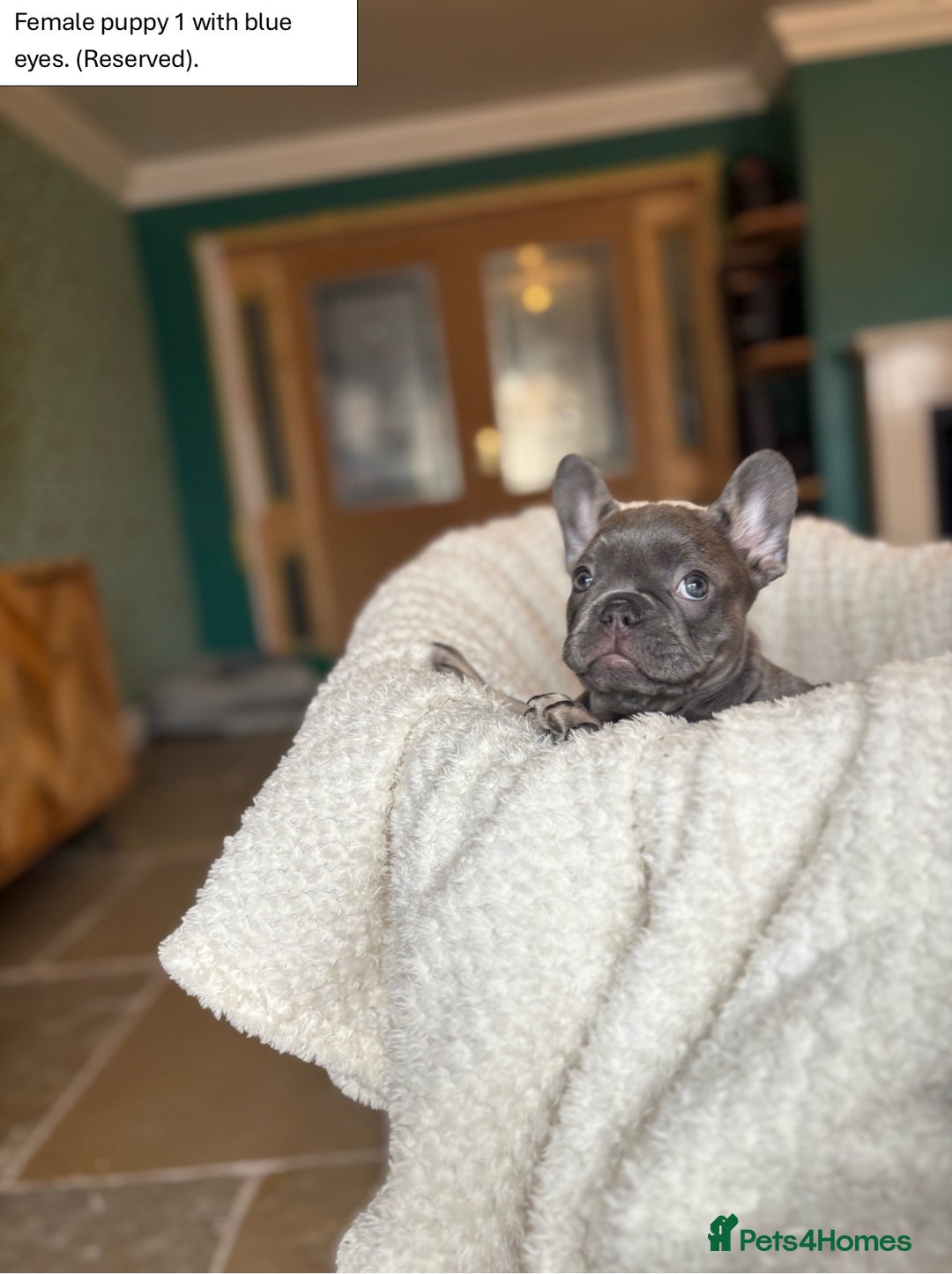 French Bulldog dogs for sale: KC Registered French Bulldog puppies for sale - Image 7