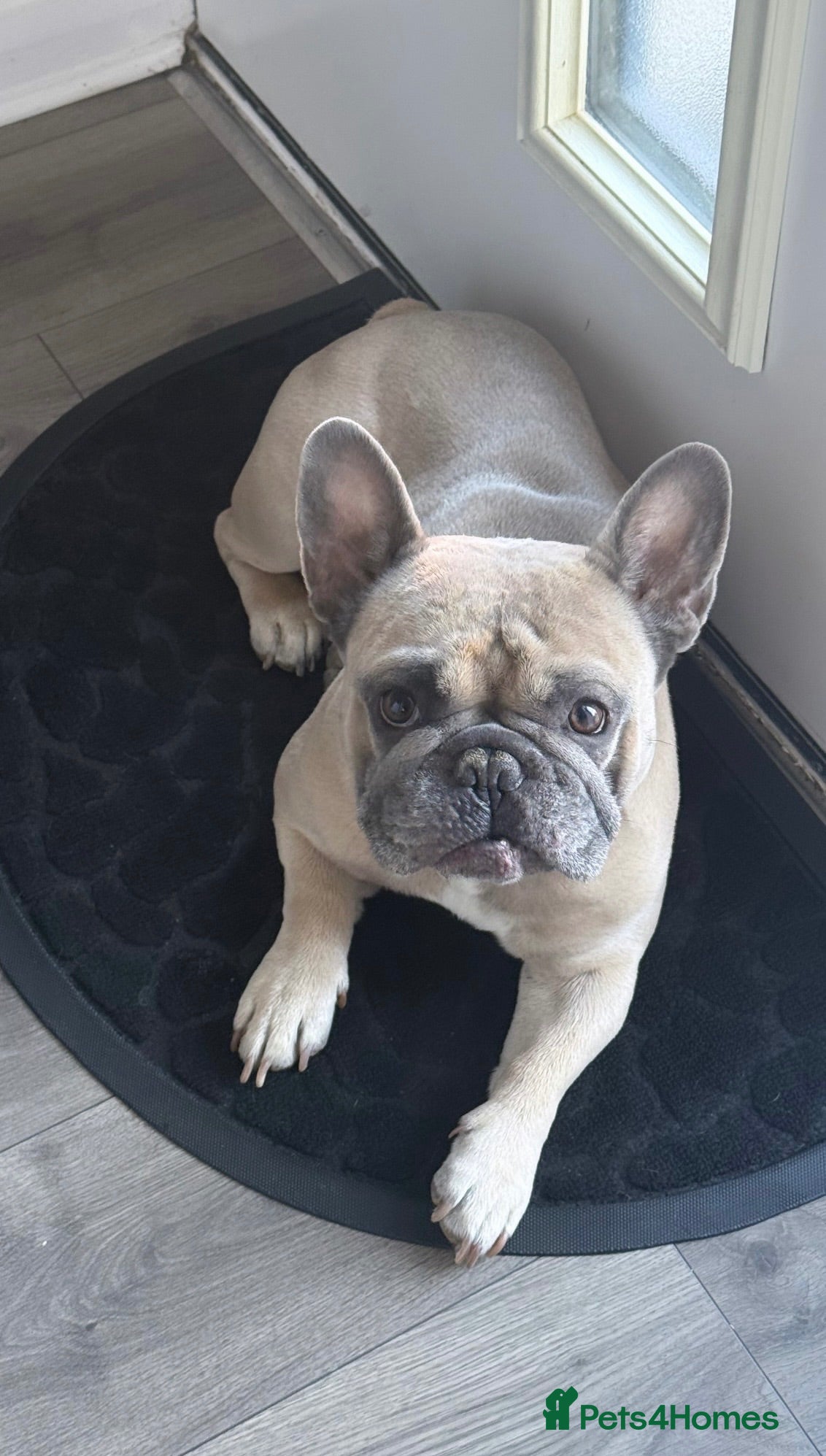 French Bulldog dogs 4 year old male French Bulldog  - Advert 12