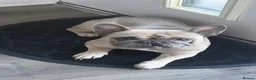 French Bulldog dogs for sale: 4 year old male French Bulldog  in Pontefract - Advert 1