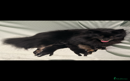 Pomeranian dogs for sale: Beautiful Pomeranian  - Image 6