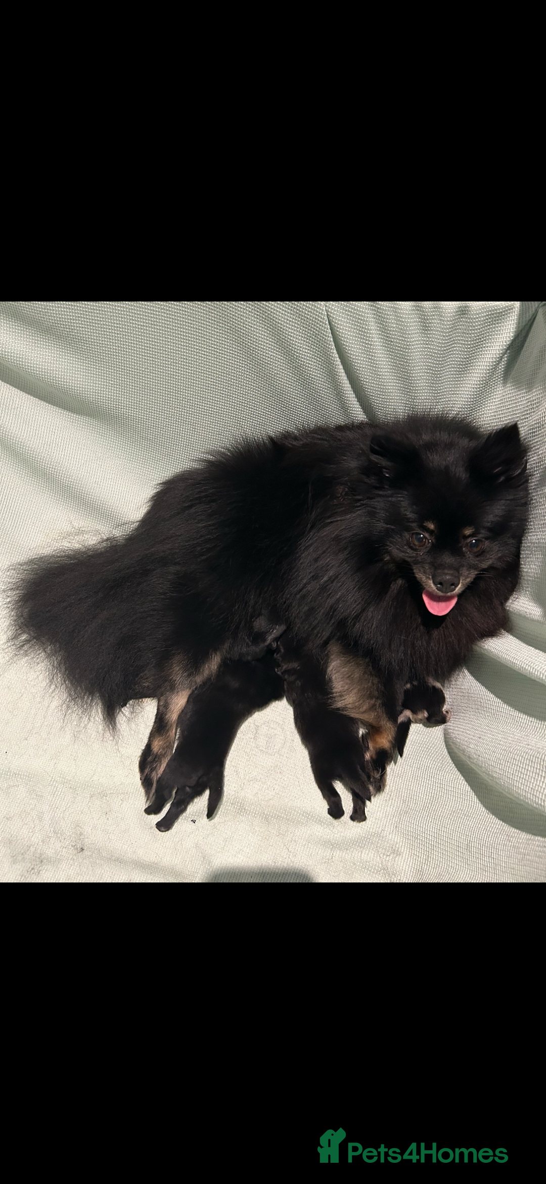 Pomeranian dogs for sale: Beautiful Pomeranian  - Image 6
