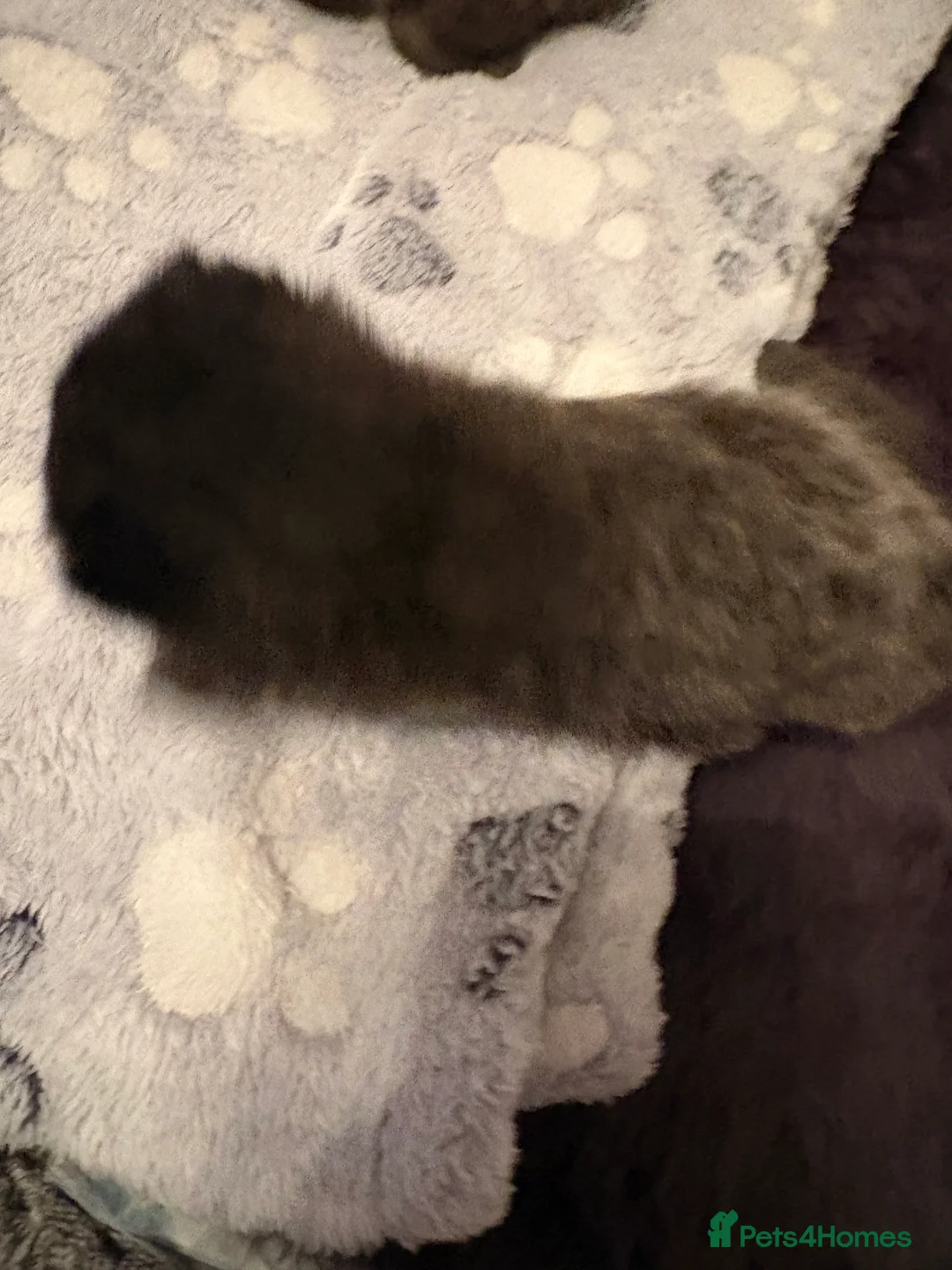 Mixed Breed cats for sale: Grey kittens in Derby - Advert 2