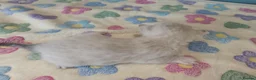 Bengal cats for sale: F6 TICA RG BENGALS  - Advert 14