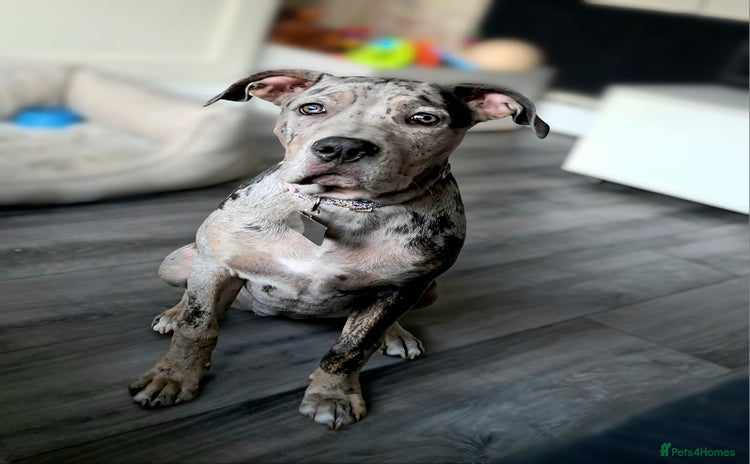 Mixed Breed dogs - Advert 2