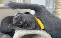 Russian Blue cats for sale: Russian Blue Kitten - Image 23