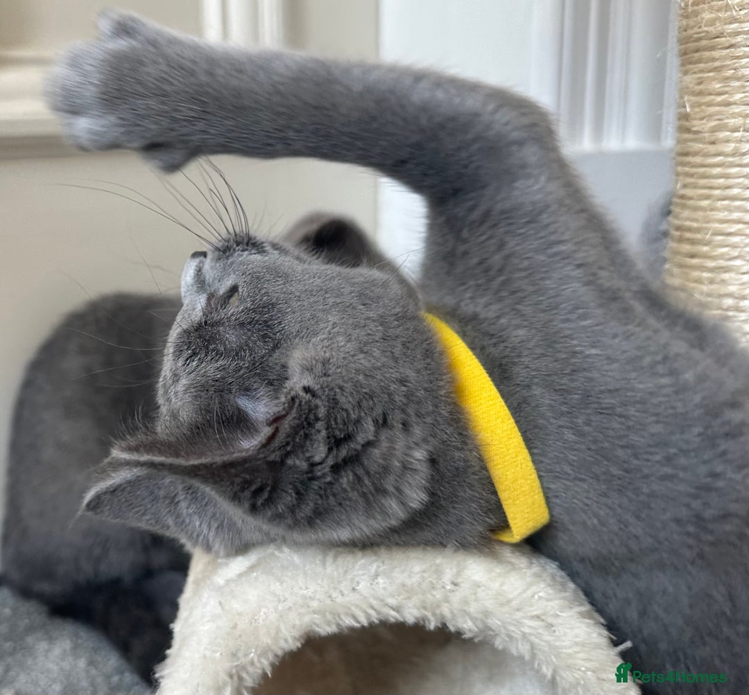 Russian Blue cats for sale: Russian Blue Kitten - Image 23