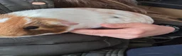 Guinea Pig rodents for sale: 4 Lovely Boy Guinea Pigs for Rehome - Advert 9