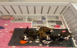 Boxer dogs for sale: Beautiful boxer puppies available  - Image 33