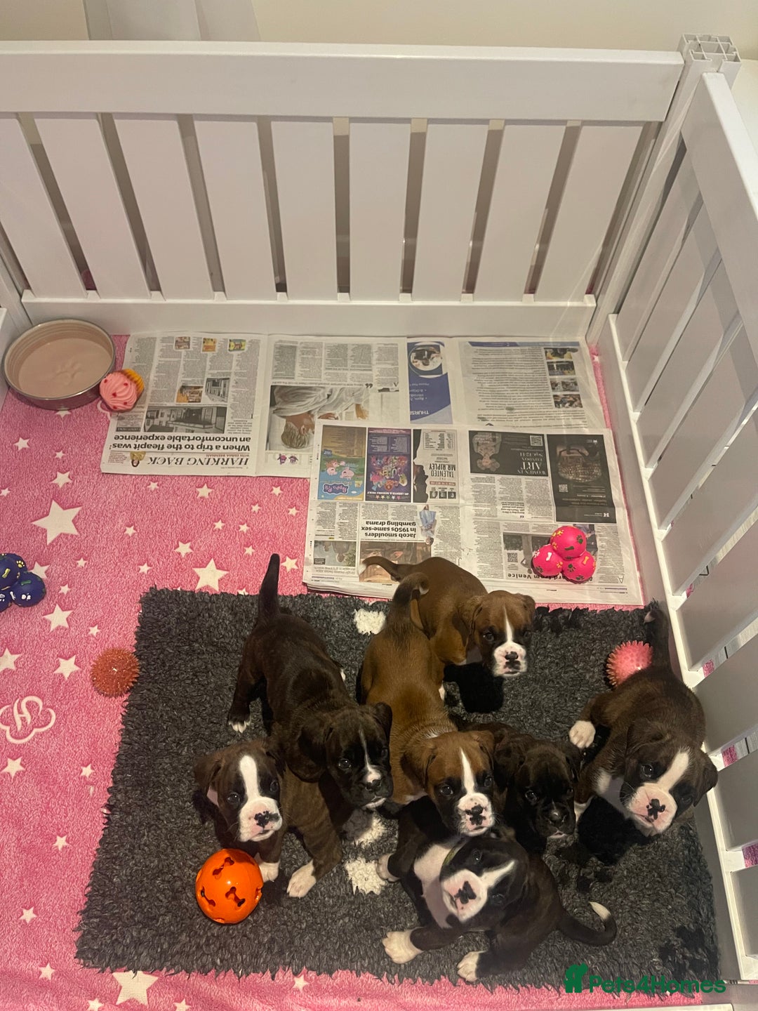 Boxer dogs for sale: Beautiful boxer puppies available  - Image 33