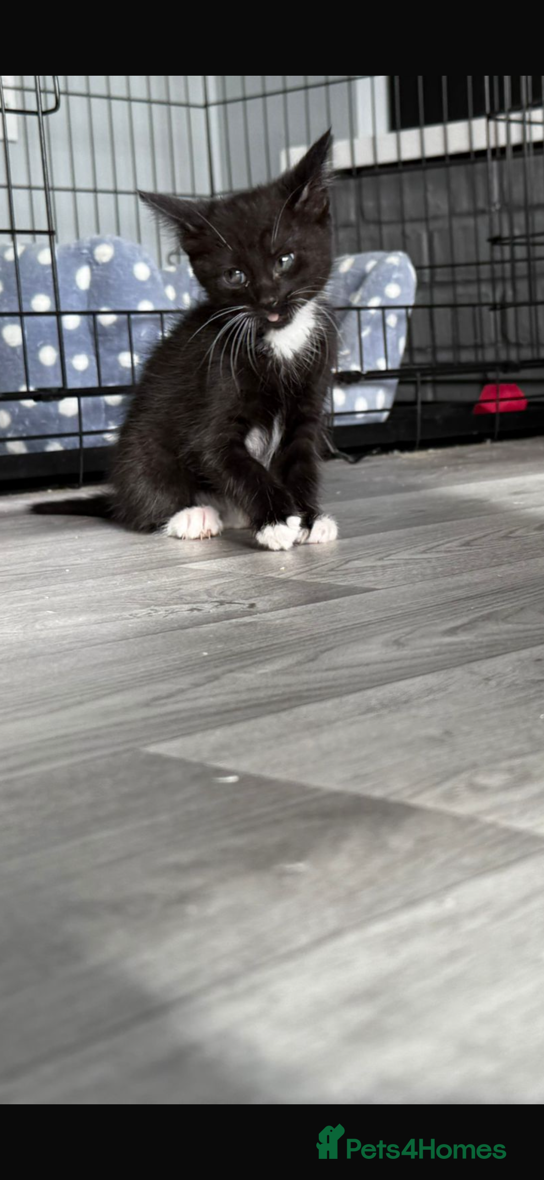 Mixed Breed cats for sale: Beautiful litter of kittens  - Image 4