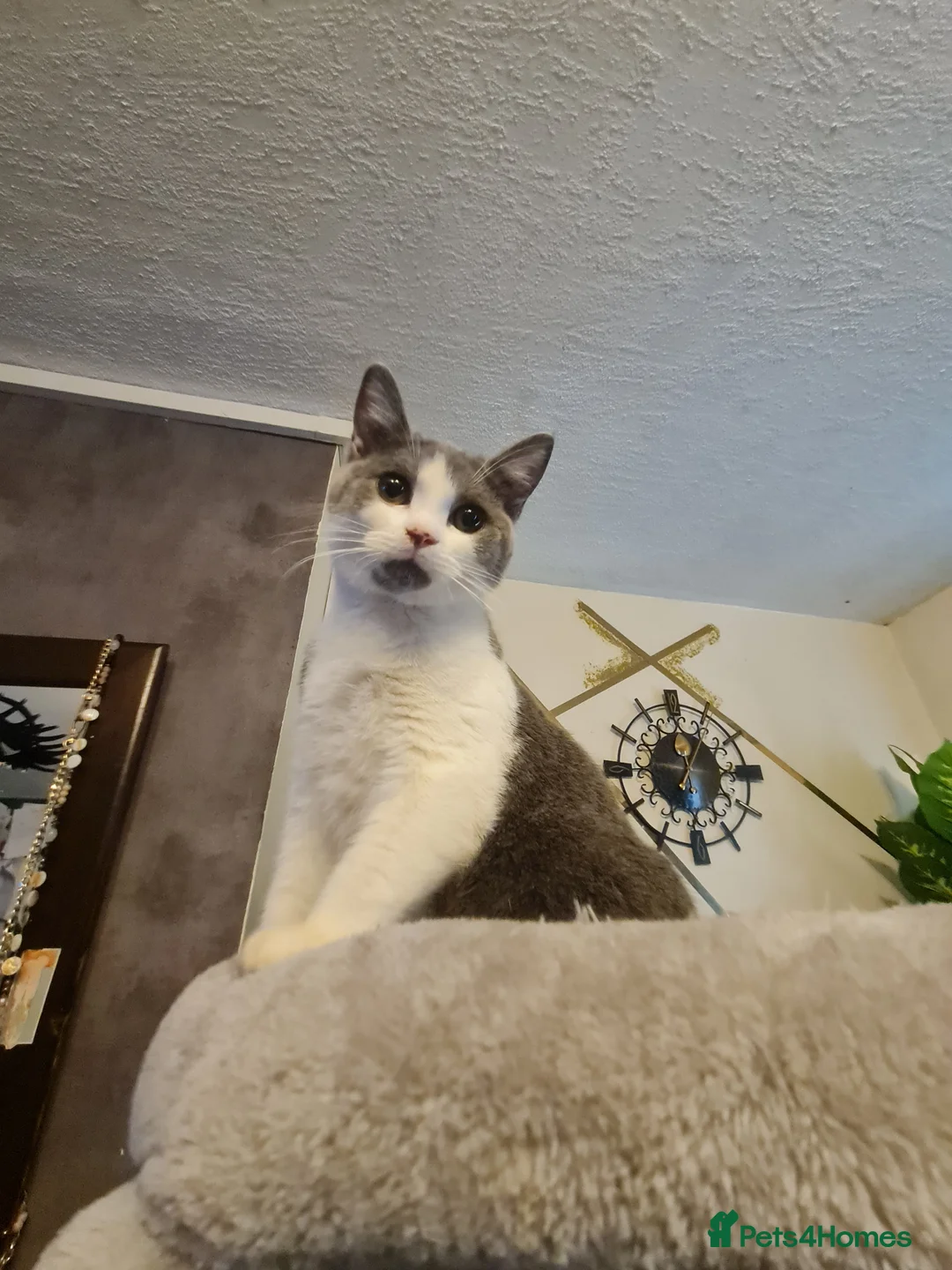 Mixed Breed cats for sale: Stunning  kittens looking  4 new home - Advert 1