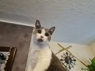 Mixed Breed cats Stunning kittens looking 4 new home - Advert 4