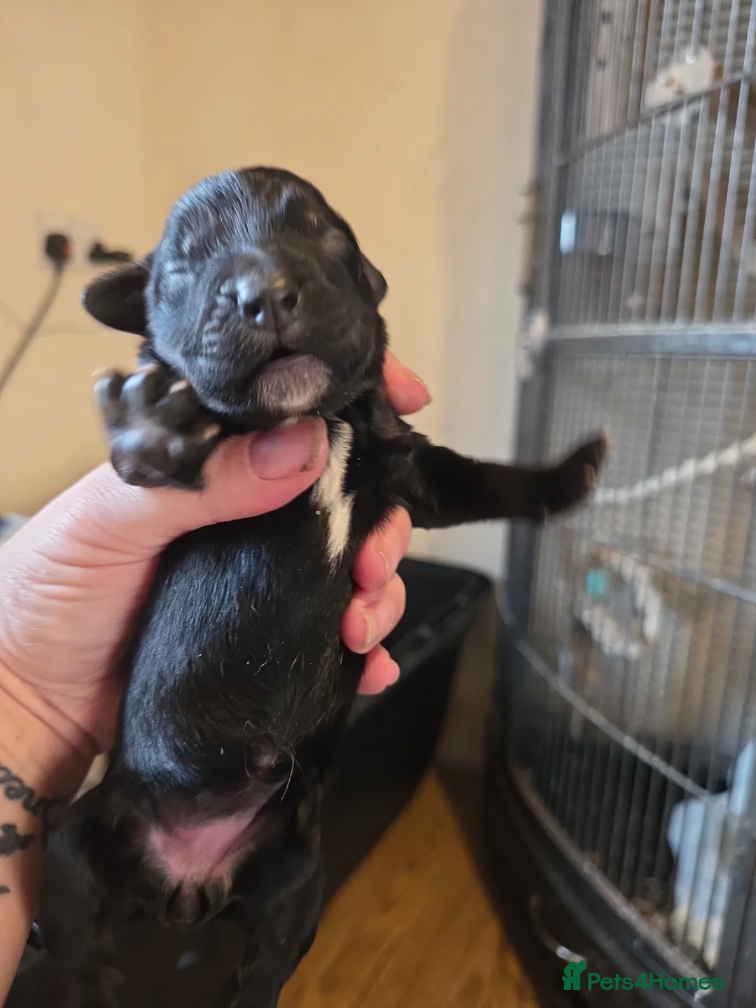 Mixed Breed dogs for sale: Spinger spaniel×german sheppard pups - Advert 5