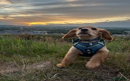 Cocker Spaniel dogs for sale: Ruby the cocker “trained and fully health checked” - Image 14