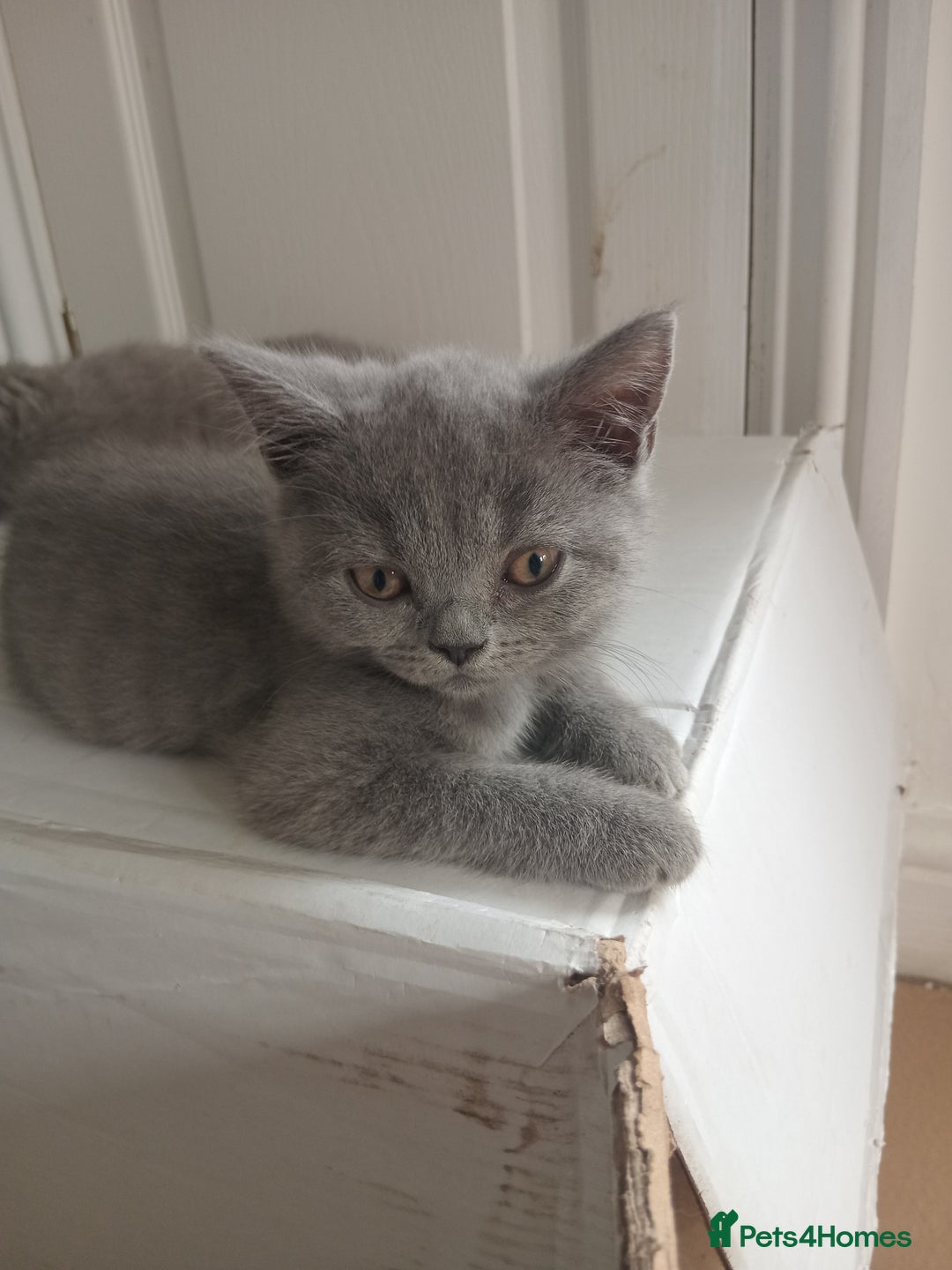 British Shorthair cats for sale: BRITISH SHORT HAIR KITTENS  in Gloucester - Image 9